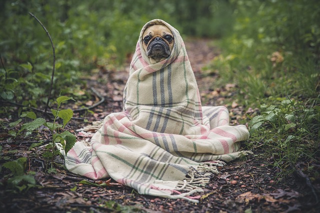 Wypad na weekend? Sprawdź, co zrobić z pupilem